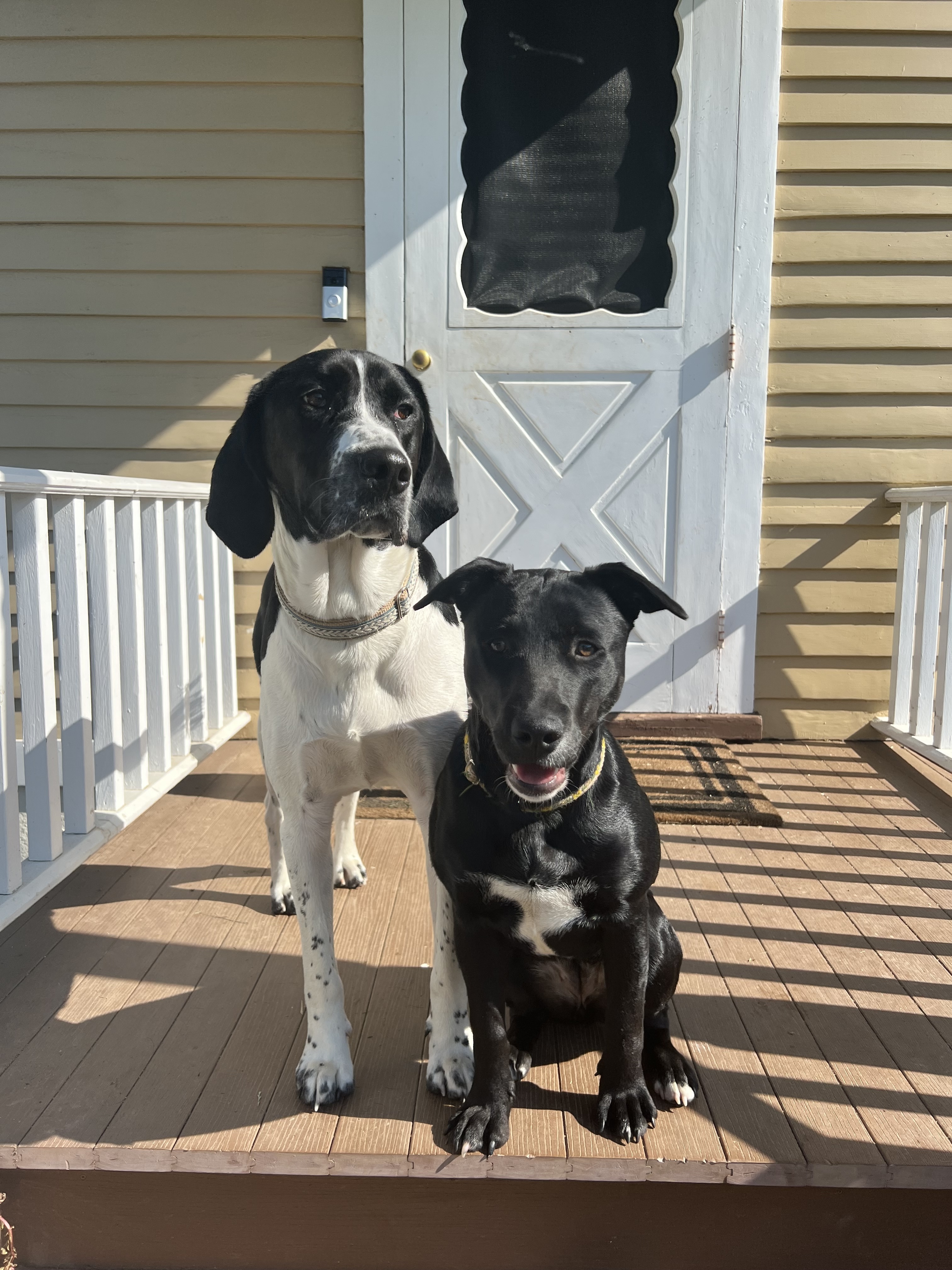 Enlarge Cooper, a Adopted Treeing Walker Coonhound in Far Hills, NJ image 1/12