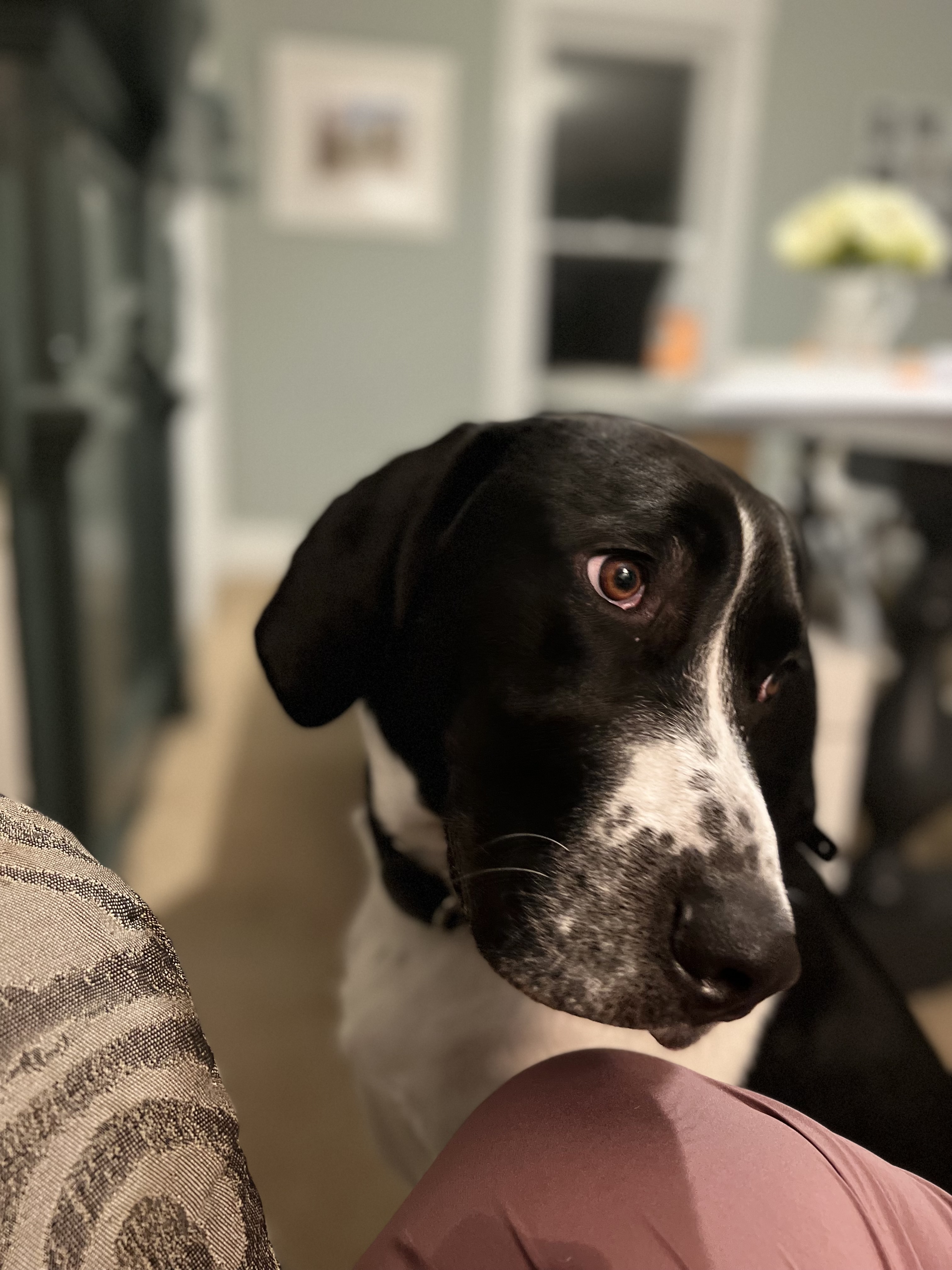 Enlarge Cooper, a Adopted Treeing Walker Coonhound in Far Hills, NJ image 2/12