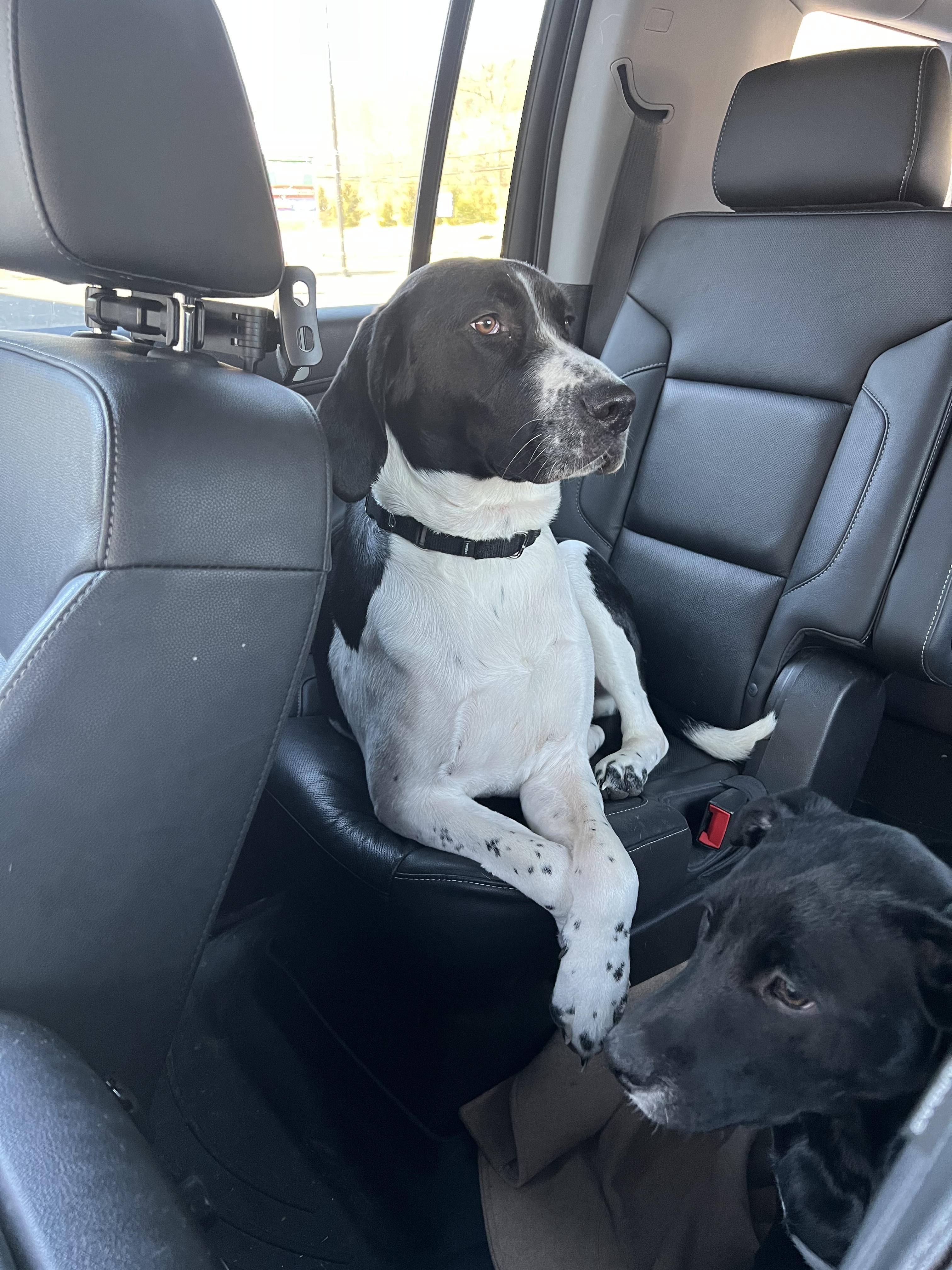 Enlarge Cooper, a Adopted Treeing Walker Coonhound in Far Hills, NJ image 4/12