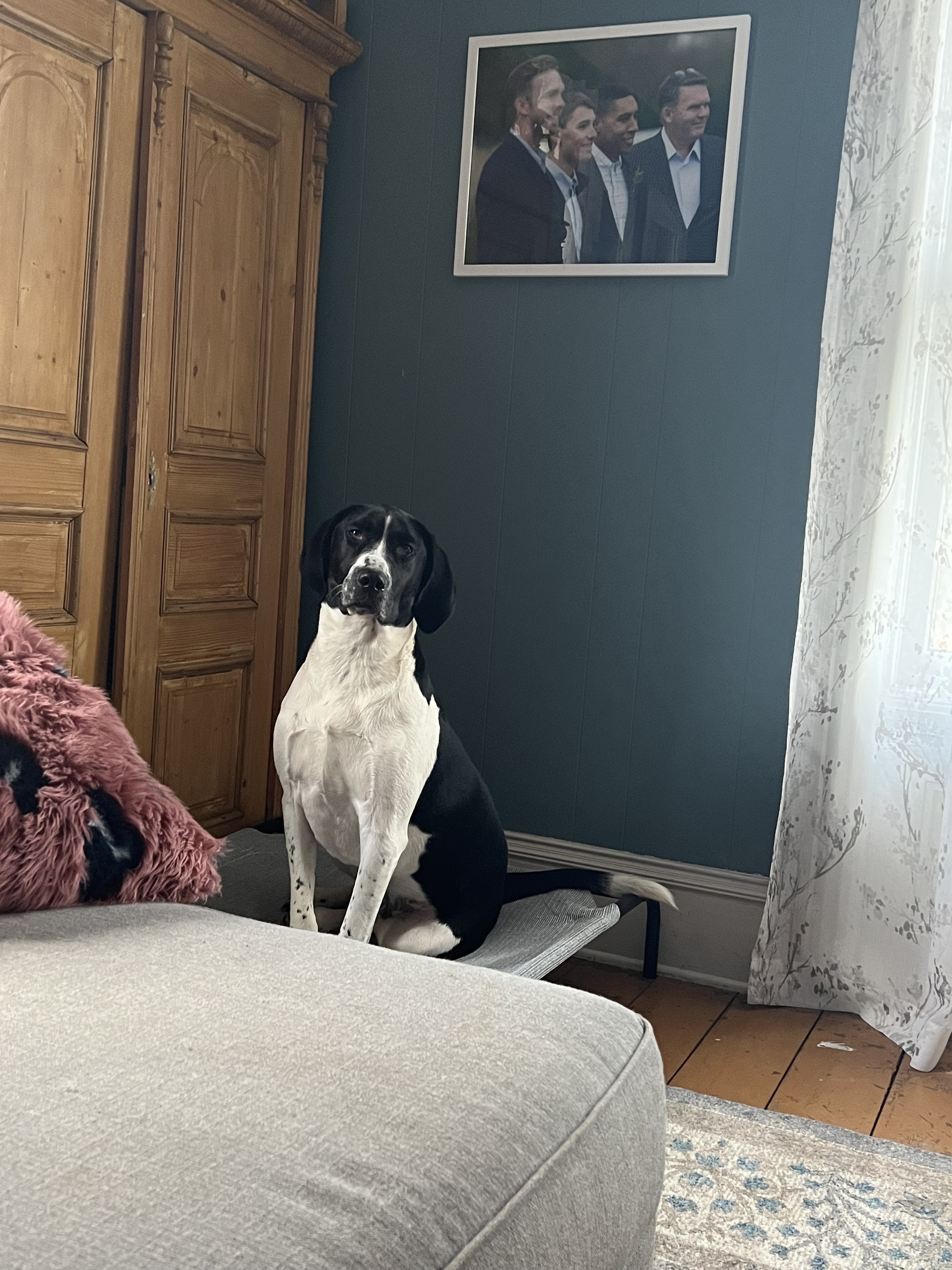 Enlarge Cooper, a Adopted Treeing Walker Coonhound in Far Hills, NJ image 5/12