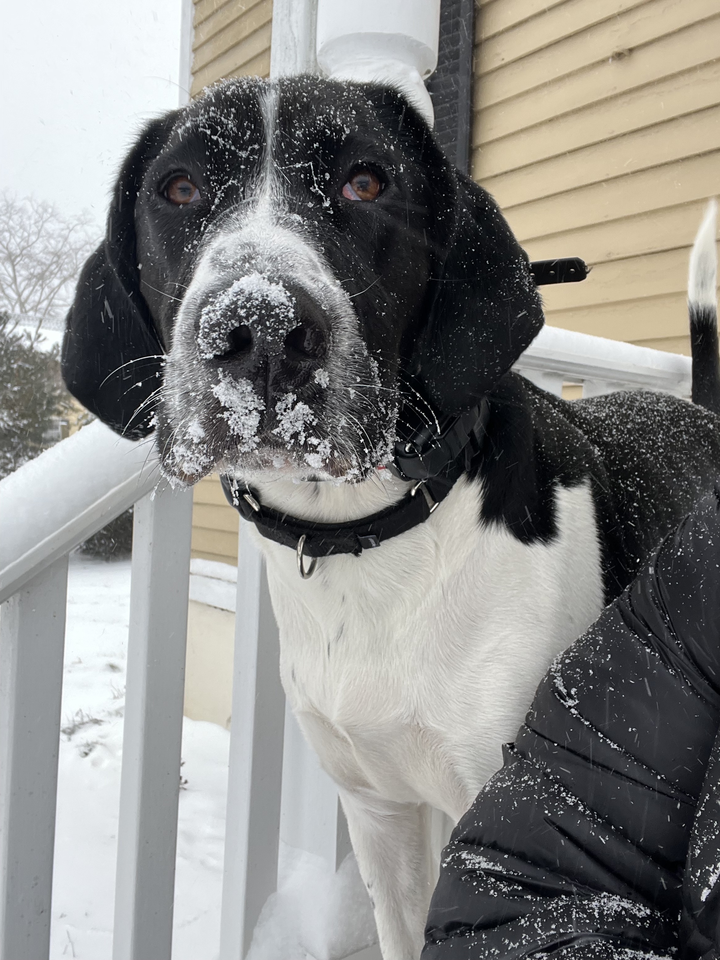 Enlarge Cooper, a Adopted Treeing Walker Coonhound in Far Hills, NJ image 6/12