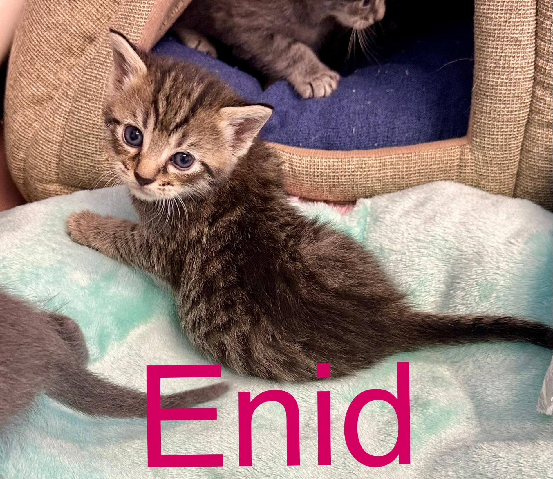 Enlarge Enid, a Adoptable Domestic Short Hair in Prince Frederick, MD image 3/4