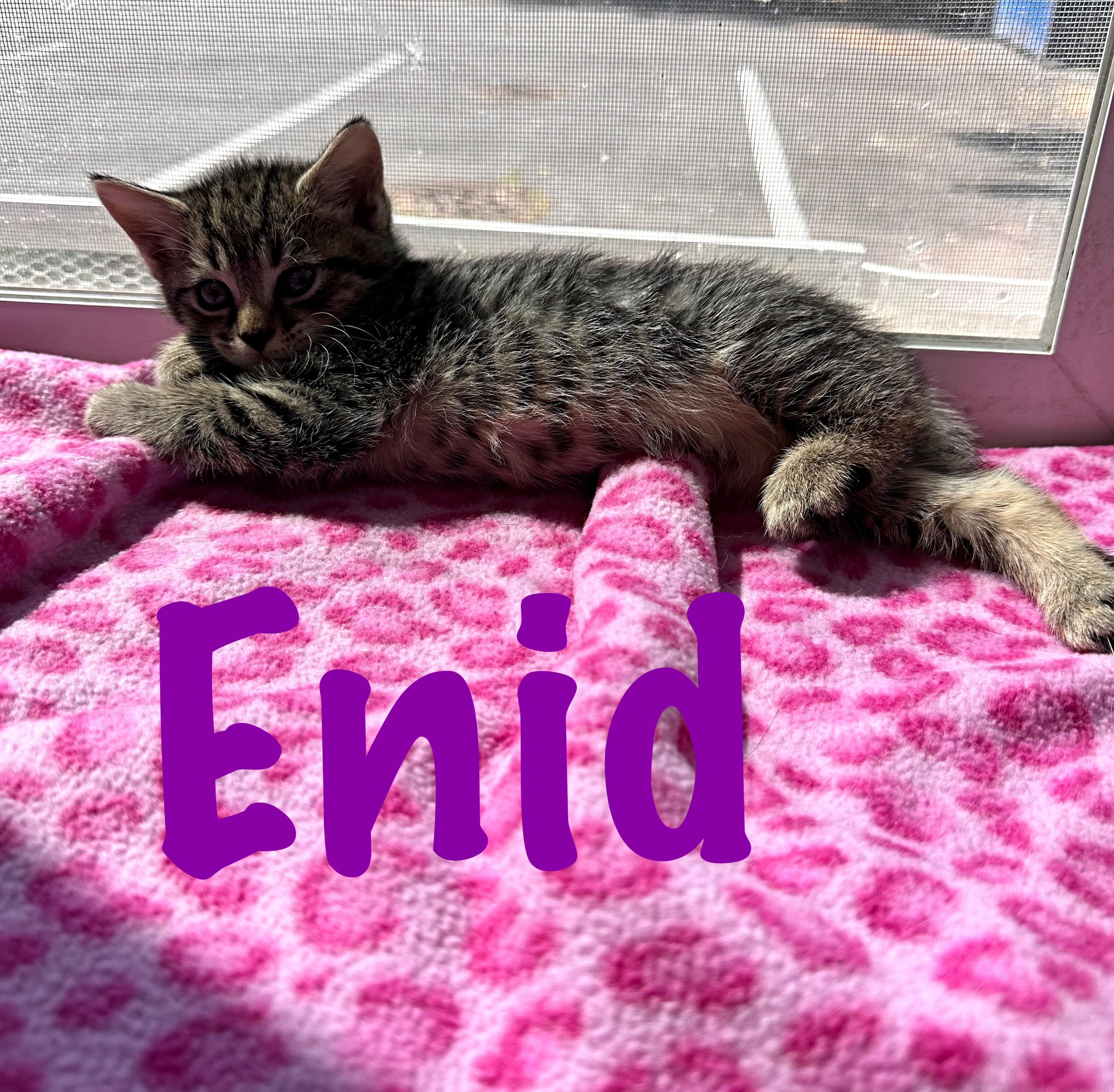 Enlarge Enid, a Adoptable Domestic Short Hair in Prince Frederick, MD image 2/4