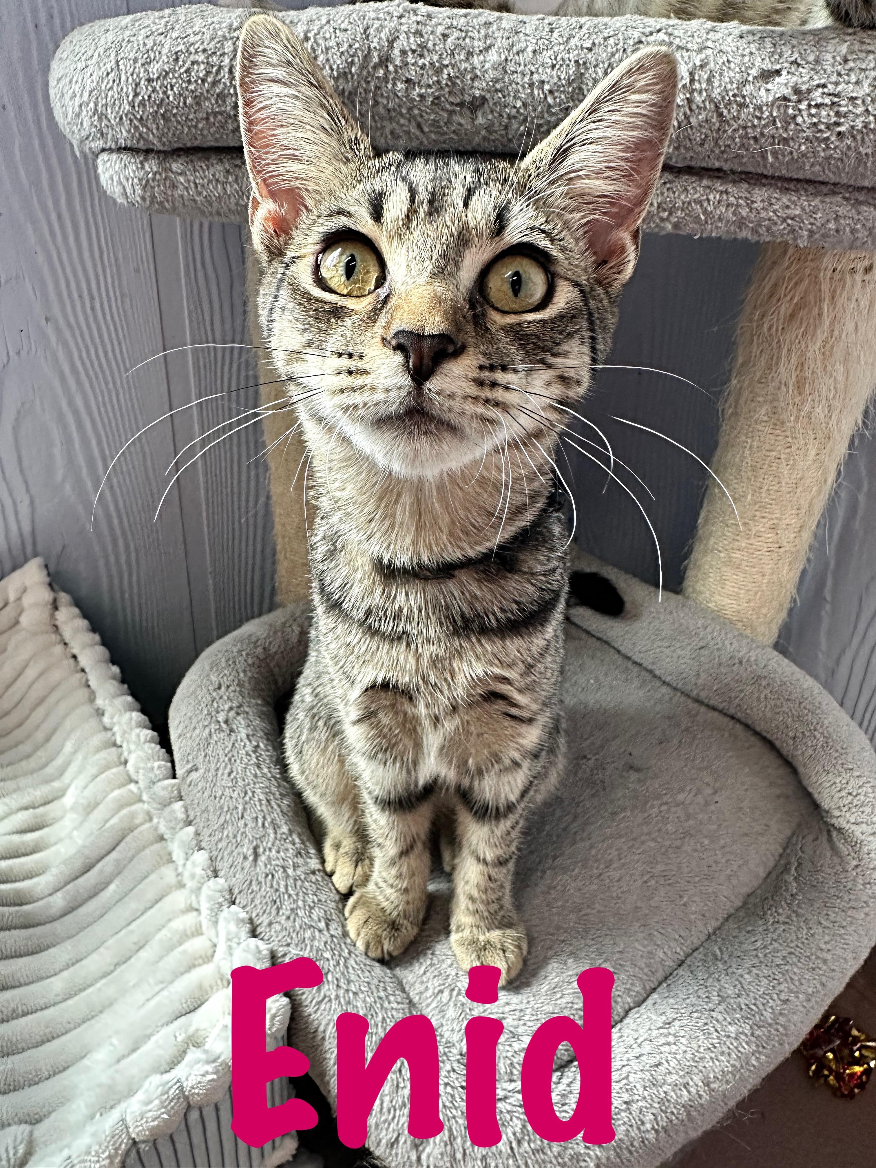 Enid, Adoptable, Young Female Domestic Short Hair.