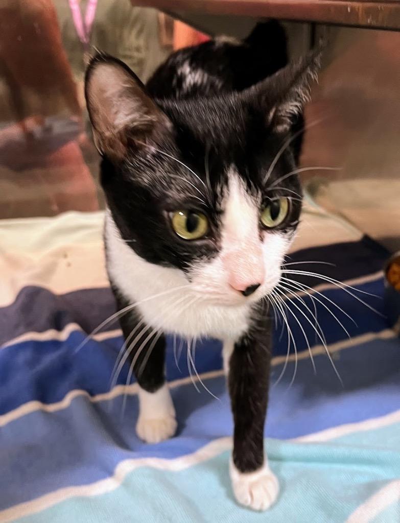 Enlarge Maddie, a Adoptable mixed breed in Little Rock, AR image 1/1