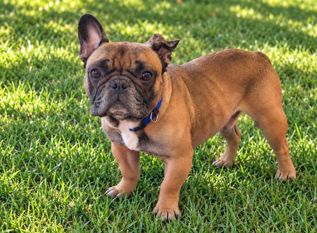 Arnold, Adoptable, Adult Male French Bulldog.