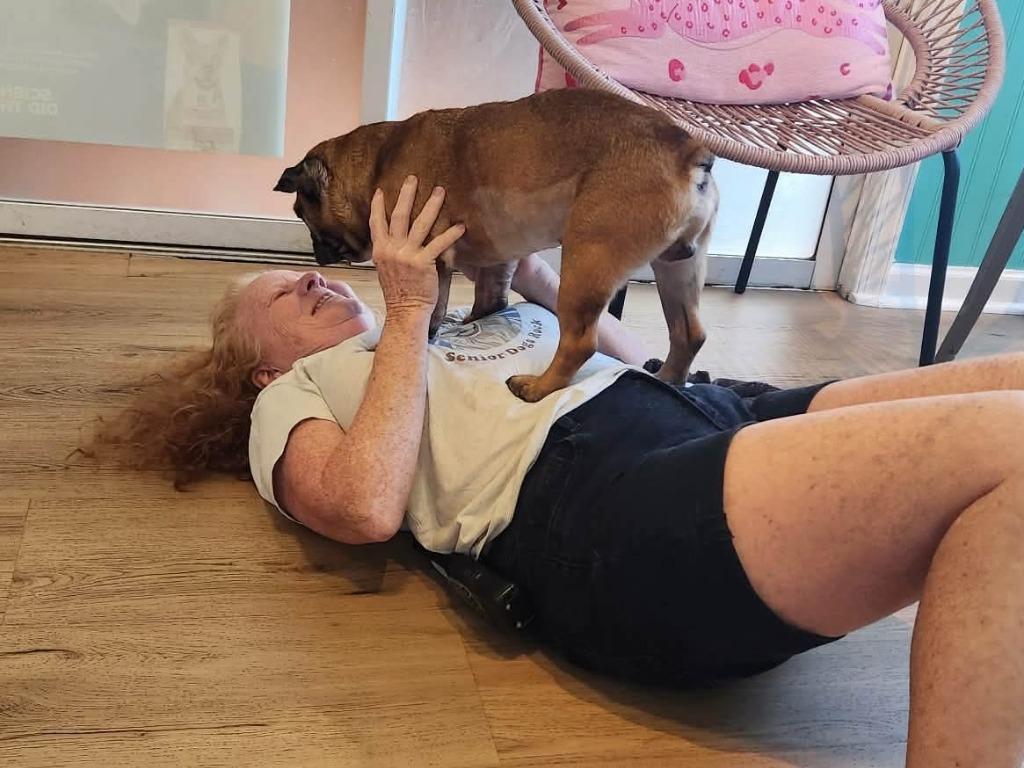 Enlarge Arnold, a Adoptable French Bulldog in Sebastian, FL image 3/6