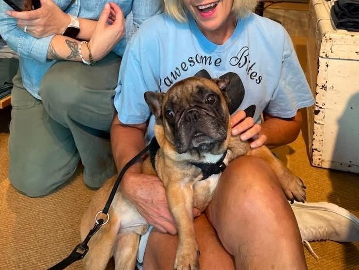 Enlarge Arnold, a Adoptable French Bulldog in Sebastian, FL image 4/6