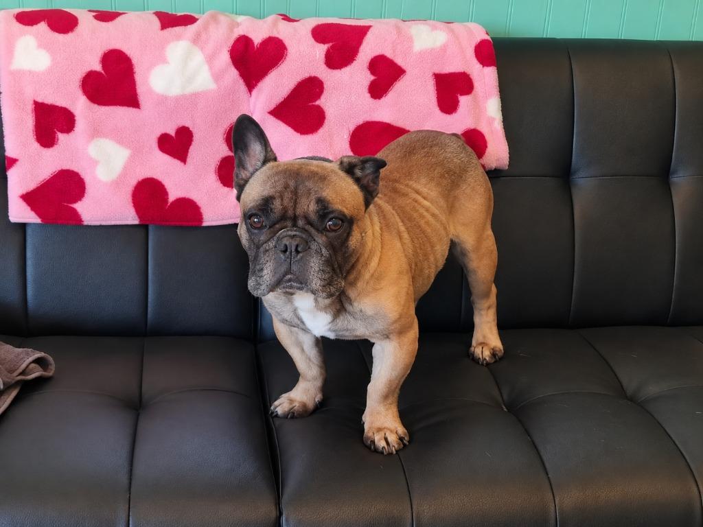 Enlarge Arnold, a Adoptable French Bulldog in Sebastian, FL image 5/6