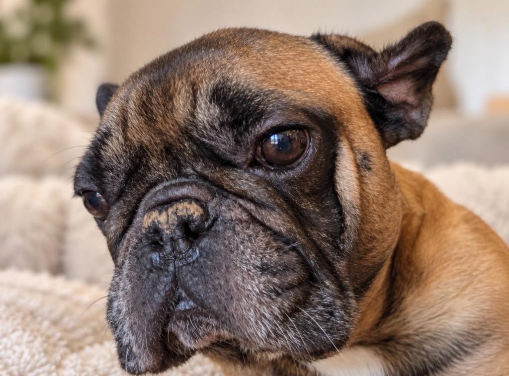 Enlarge Arnold, a Adoptable French Bulldog in Sebastian, FL image 6/6