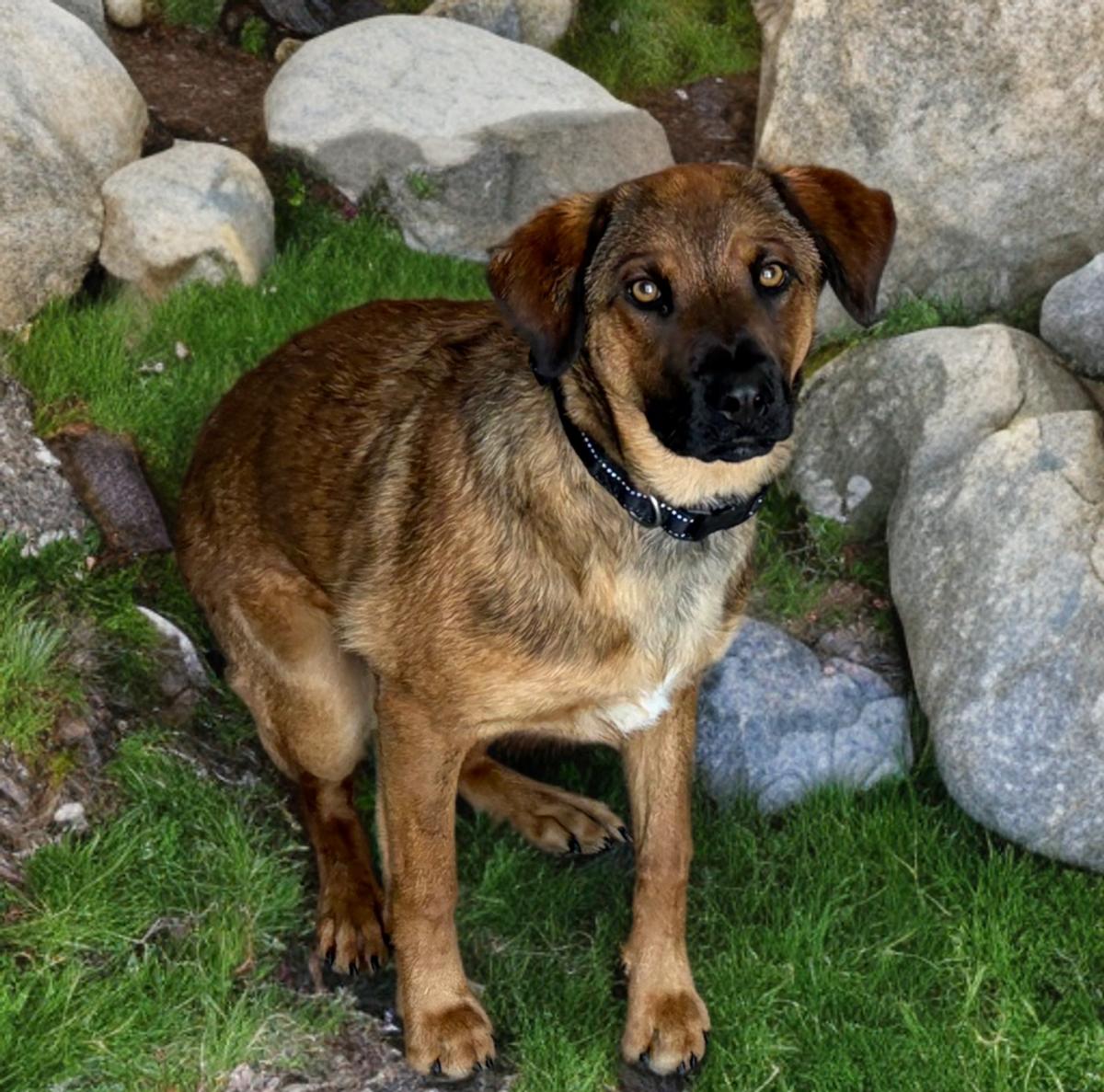 Nina, Adoptable, Adult Female German Shepherd Dog.