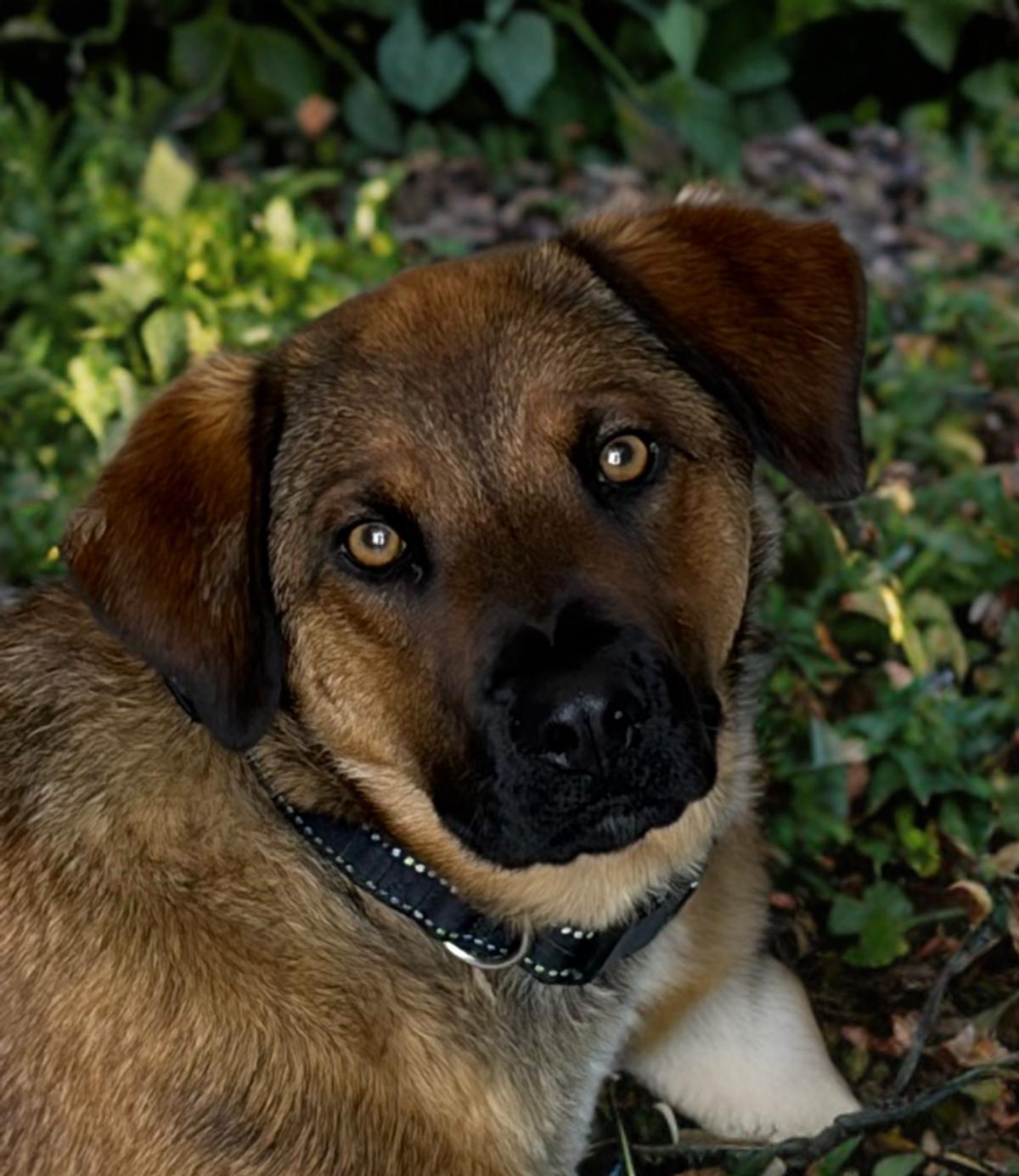 Nina, a Adoptable German Shepherd Dog in Kingman, AZ image 2/2