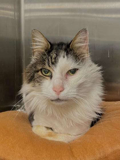 Bullet, Adoptable, Adult Male Domestic Medium Hair & Domestic Short Hair.