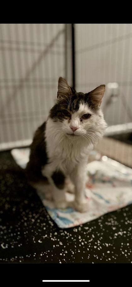 Enlarge Bullet - In a Foster Home, a Adoptable mixed breed in Twinsburg, OH image 2/2