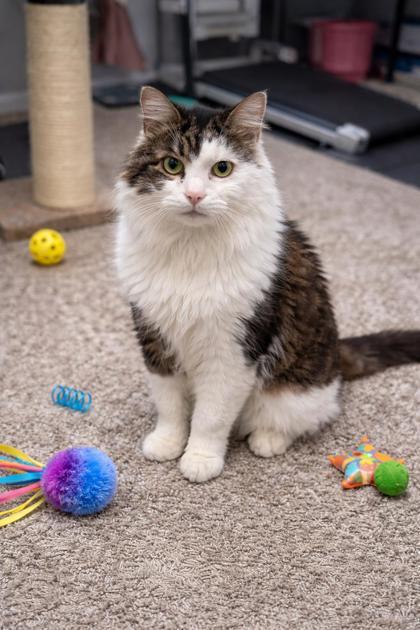 Bullet - In a Foster Home, a Adoptable mixed breed in Twinsburg, OH image 2/3