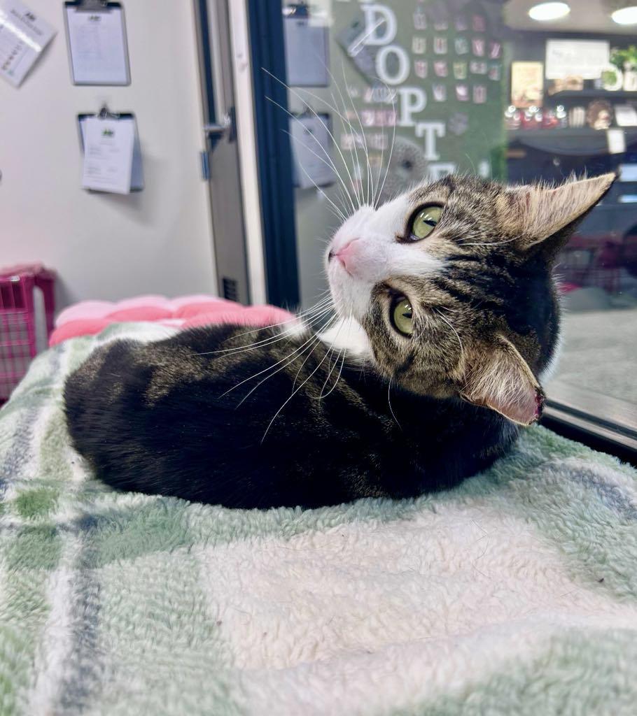 Enlarge Fred, an adopted Domestic Short Hair in Cortland, OH image 2/2