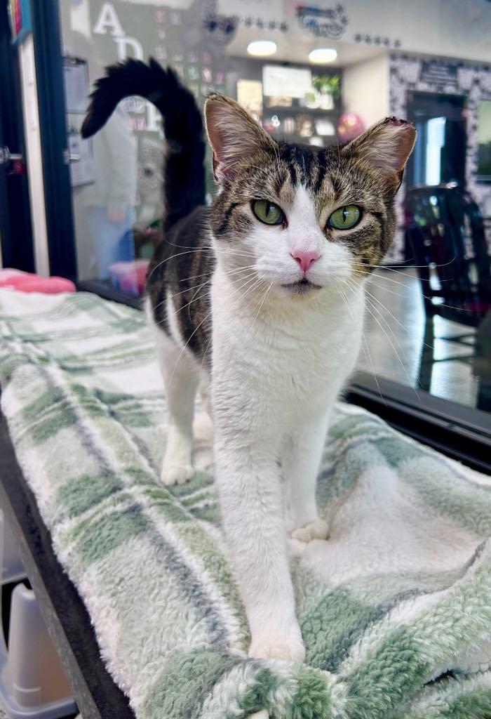 Enlarge Fred, an adopted Domestic Short Hair in Cortland, OH image 1/2