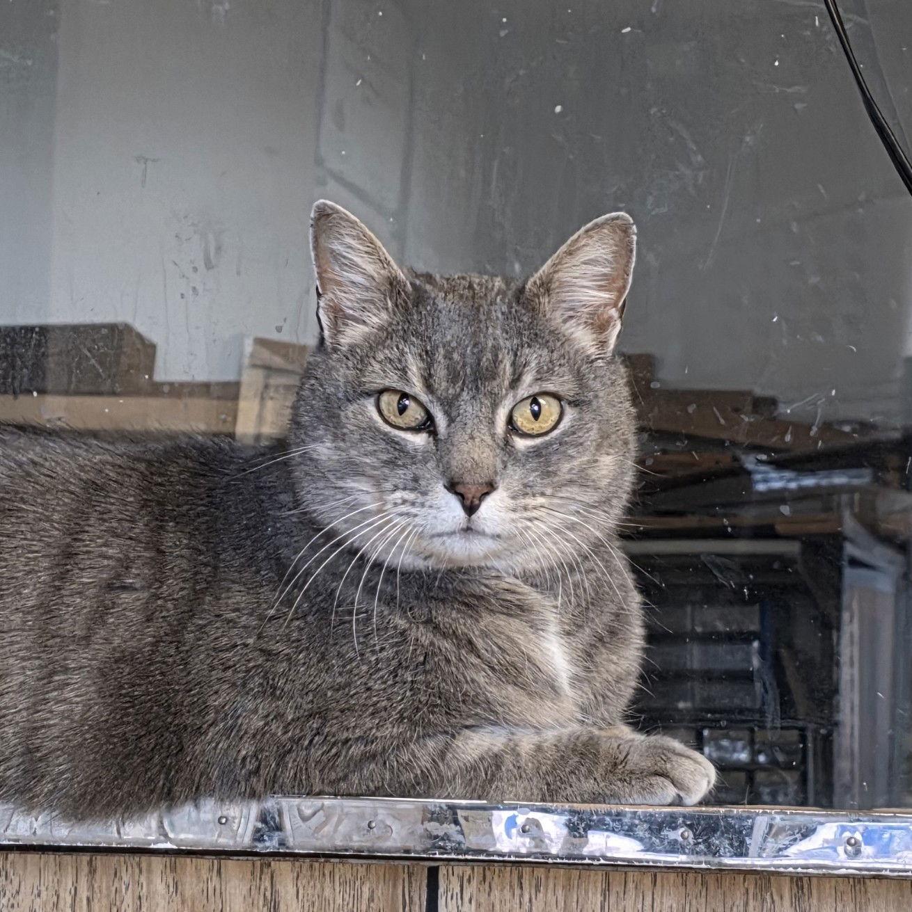 Ilari - AC Kitty!, Adoptable, Adult Male Domestic Short Hair.