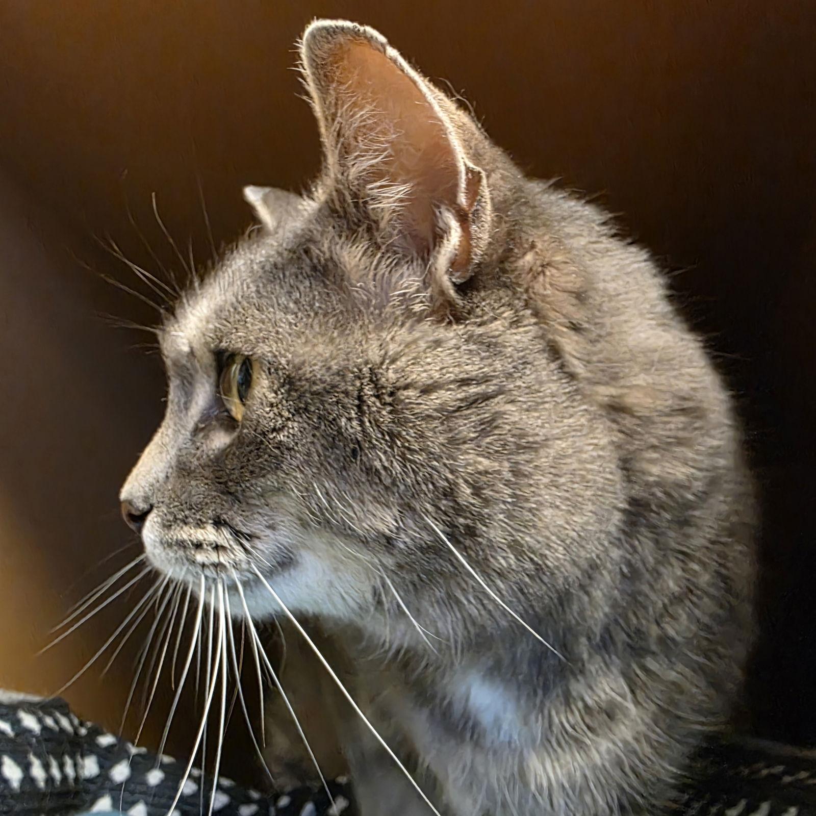 Enlarge Ilari - AC Kitty!, a Adoptable Domestic Short Hair in Laramie, WY image 1/3