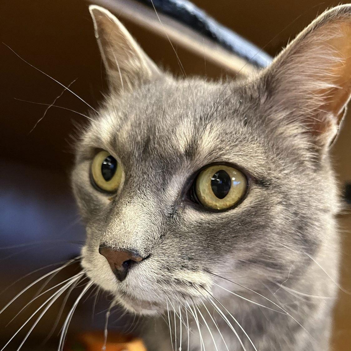 Enlarge Ilari - AC Kitty!, a Adoptable Domestic Short Hair in Laramie, WY image 3/3