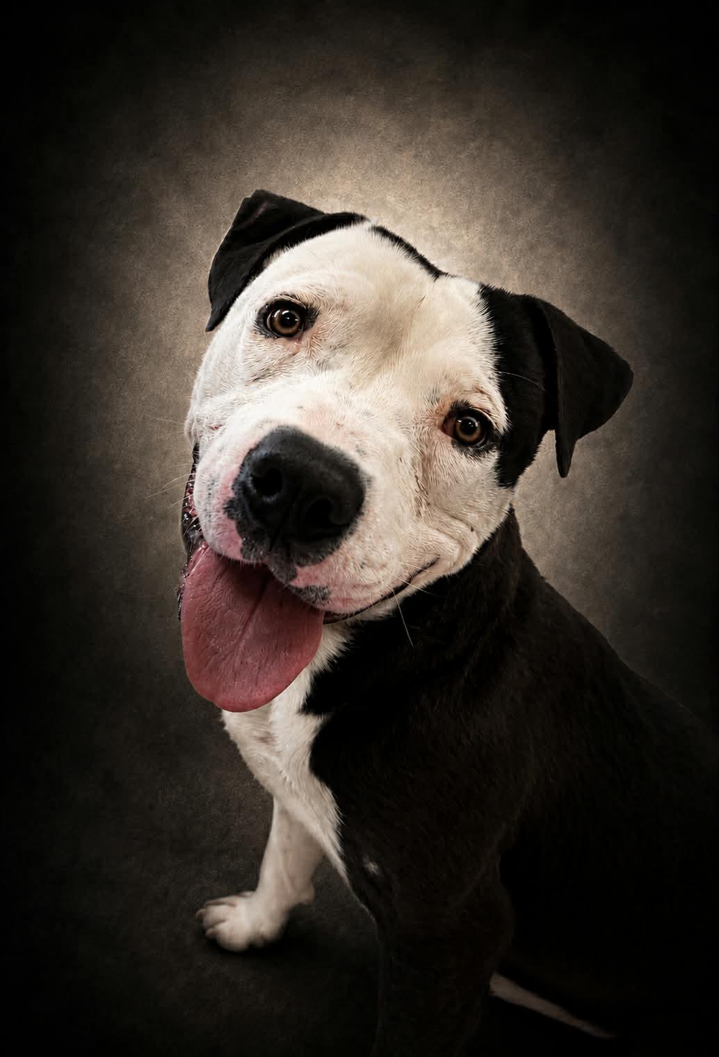 Noir, a ADOPTABLE mixed breed in Shelbyville, KY image 2/5