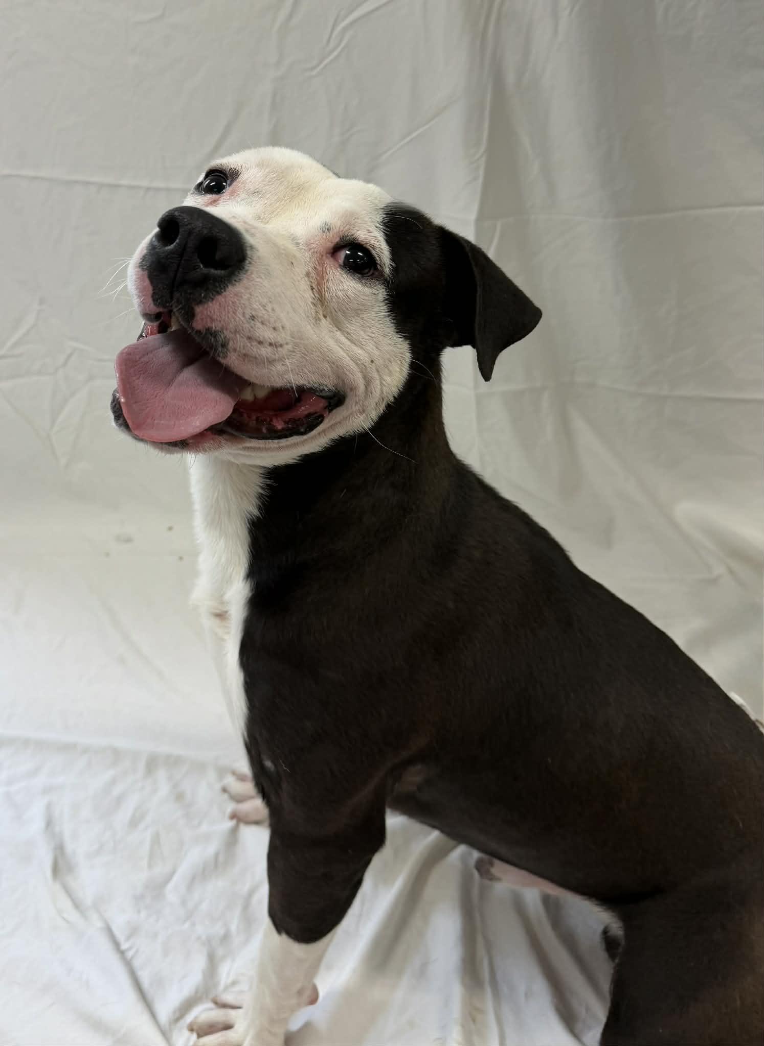 Noir, a ADOPTABLE mixed breed in Shelbyville, KY image 3/5