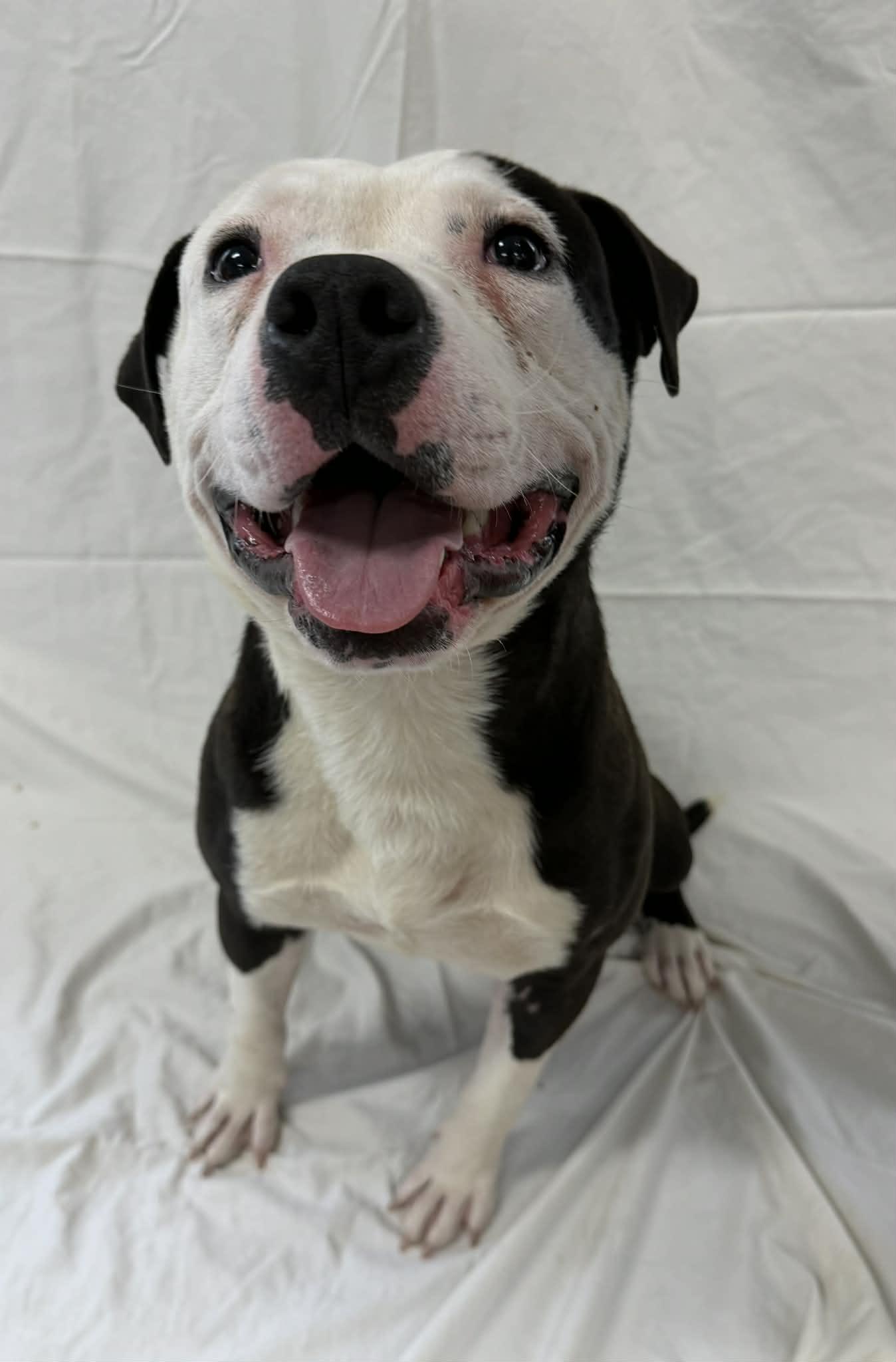 Noir, a ADOPTABLE mixed breed in Shelbyville, KY image 1/5