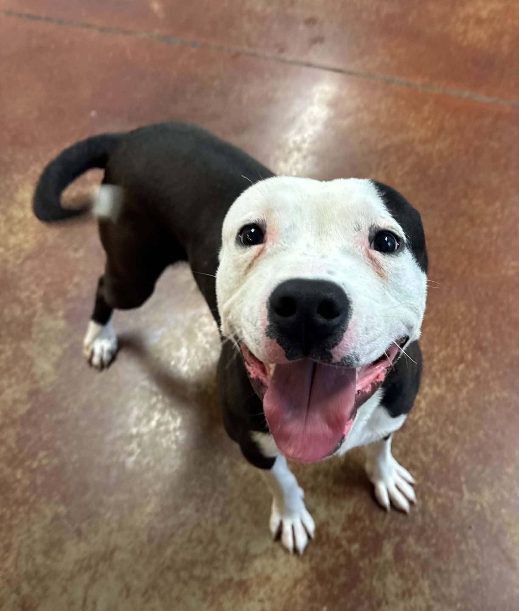 Noir, a ADOPTABLE mixed breed in Shelbyville, KY image 5/5