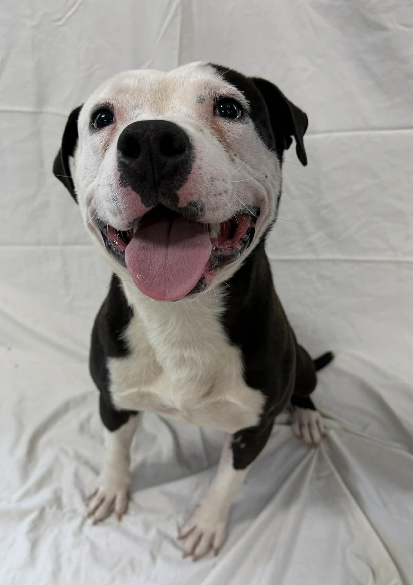 Noir, a ADOPTABLE mixed breed in Shelbyville, KY image 4/5