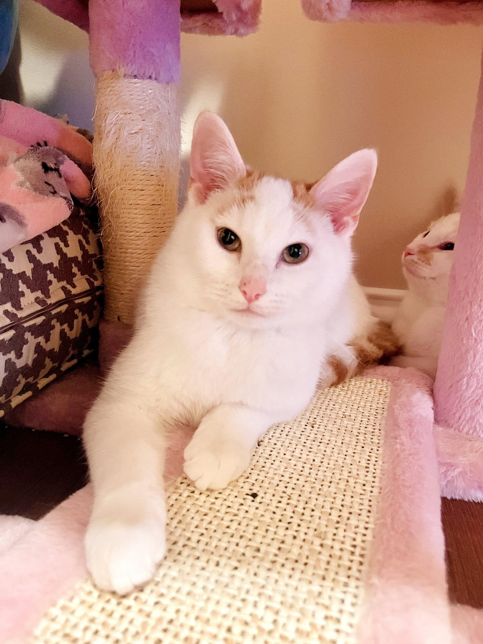 Chai, Adopted, Young Male Tabby & Domestic Short Hair.