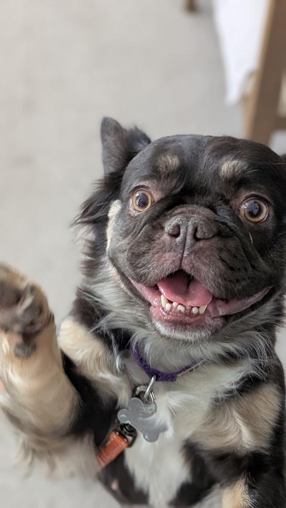 Chocolate, Adoptable, Adult Female French Bulldog.