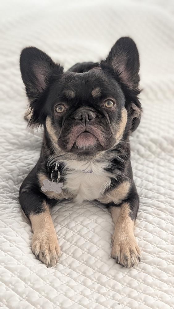 Chocolate, a Adoptable French Bulldog in Lafayette, CO image 2/5