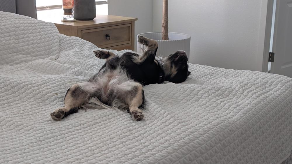 Chocolate, a Adoptable French Bulldog in Lafayette, CO image 3/5