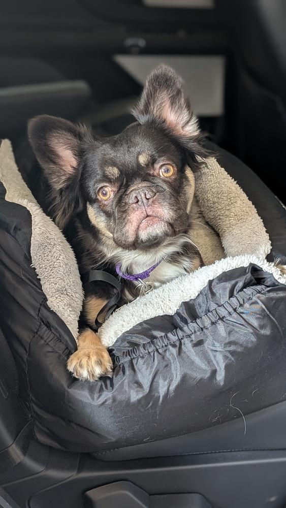Chocolate, a Adoptable French Bulldog in Lafayette, CO image 4/5