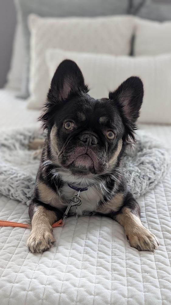 Chocolate, a Adoptable French Bulldog in Lafayette, CO image 5/5