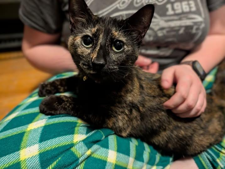 Claire, Adoptable, Young Female Domestic Short Hair.
