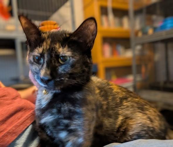 Claire, a Adoptable mixed breed in Kettering, OH image 2/3