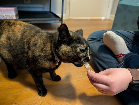 Claire, a Adoptable mixed breed in Kettering, OH image 3/3