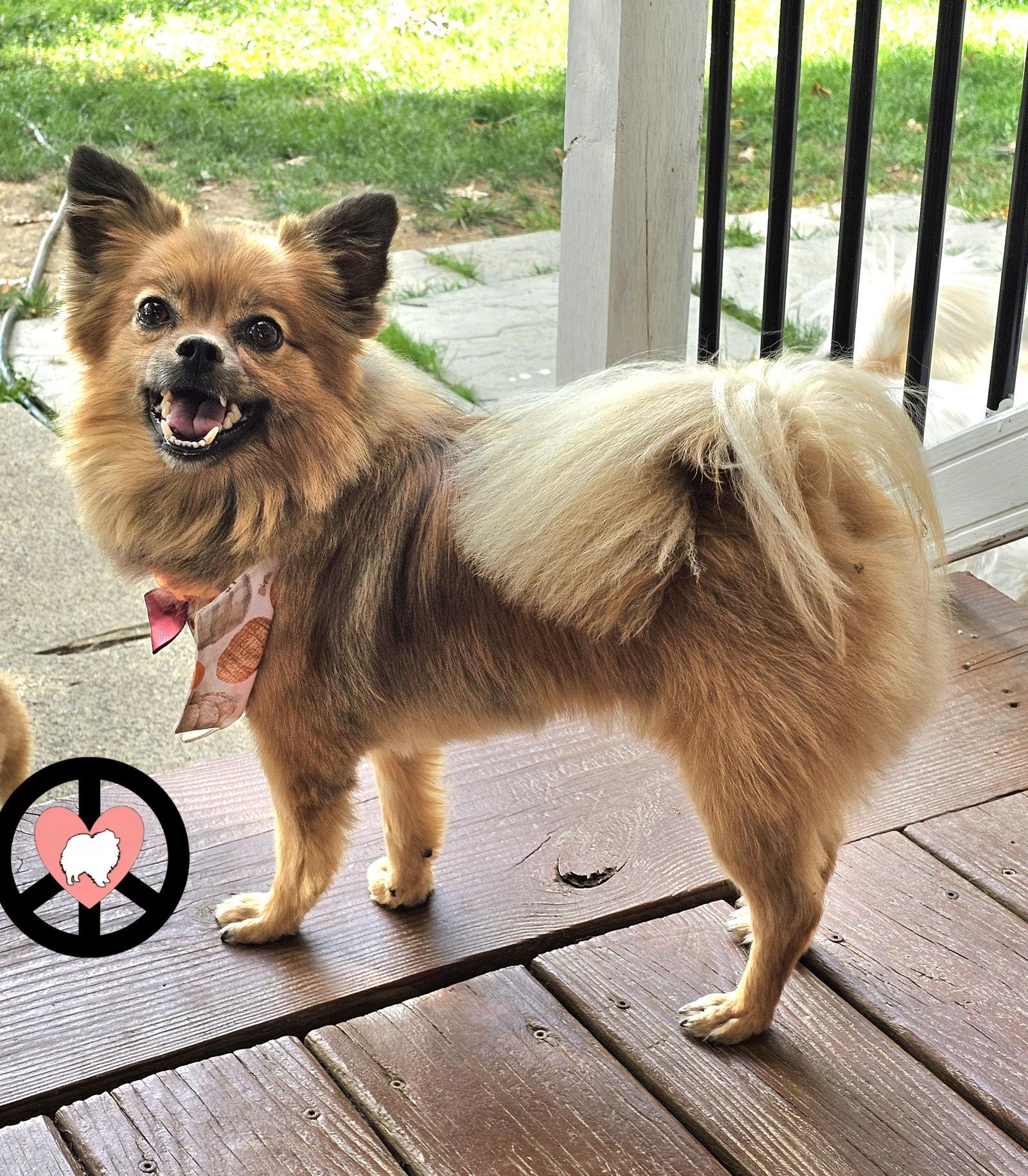 Enlarge Beau, a Adoptable Pomeranian in Lebanon, PA image 1/3