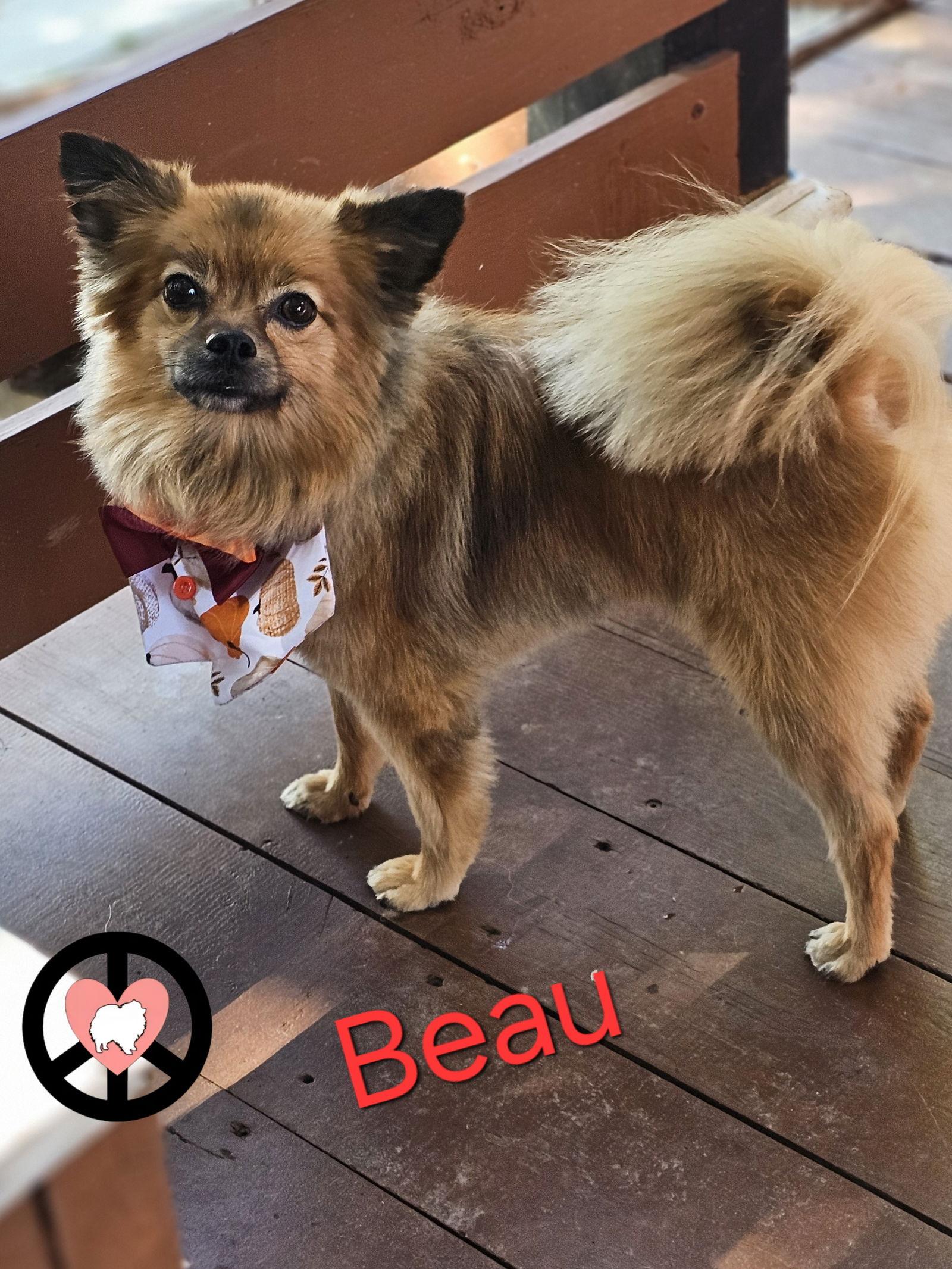Enlarge Beau, a Adoptable Pomeranian in Lebanon, PA image 2/3
