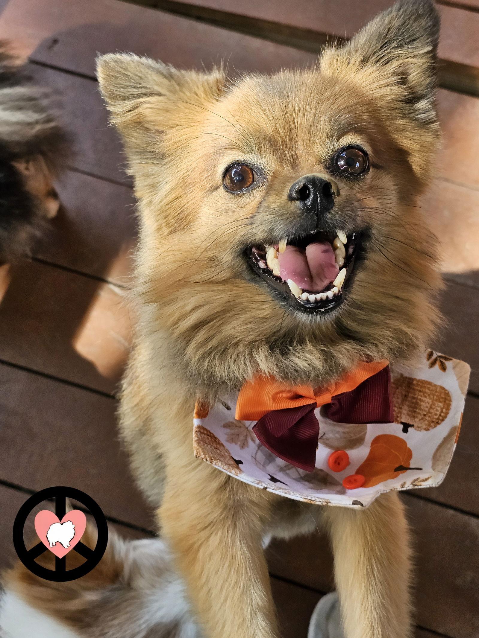 Enlarge Beau, a Adoptable Pomeranian in Lebanon, PA image 3/3