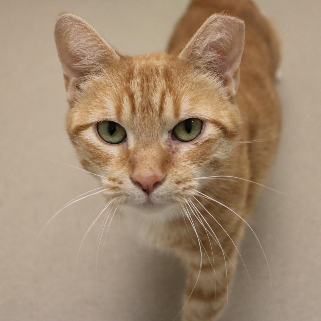 Ginny, Adoptable, Adult Female Domestic Short Hair.