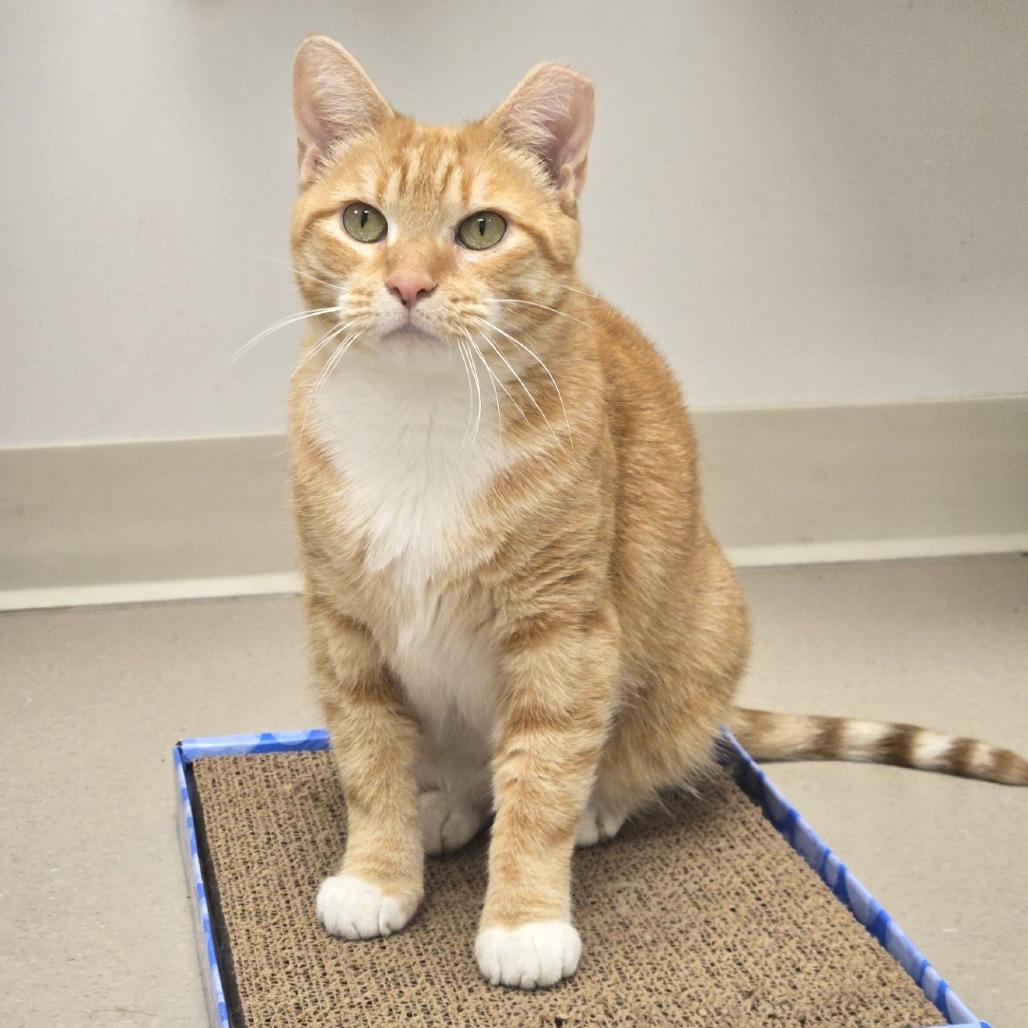 Enlarge Ginny, a Adoptable Domestic Short Hair in Champaign, IL image 2/2