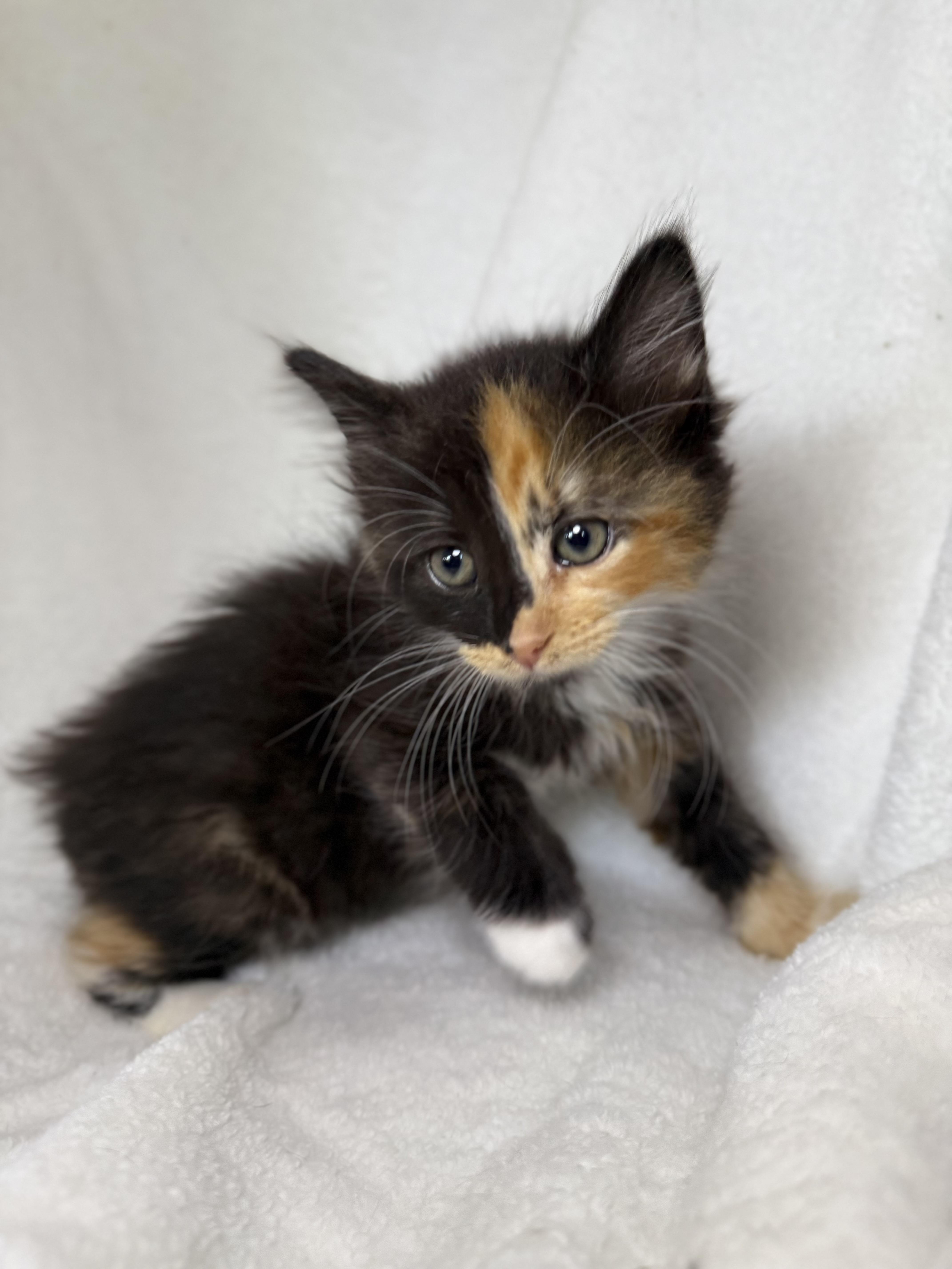 Enlarge Cookie Dough, an adopted mixed breed in Greensboro, NC image 2/3