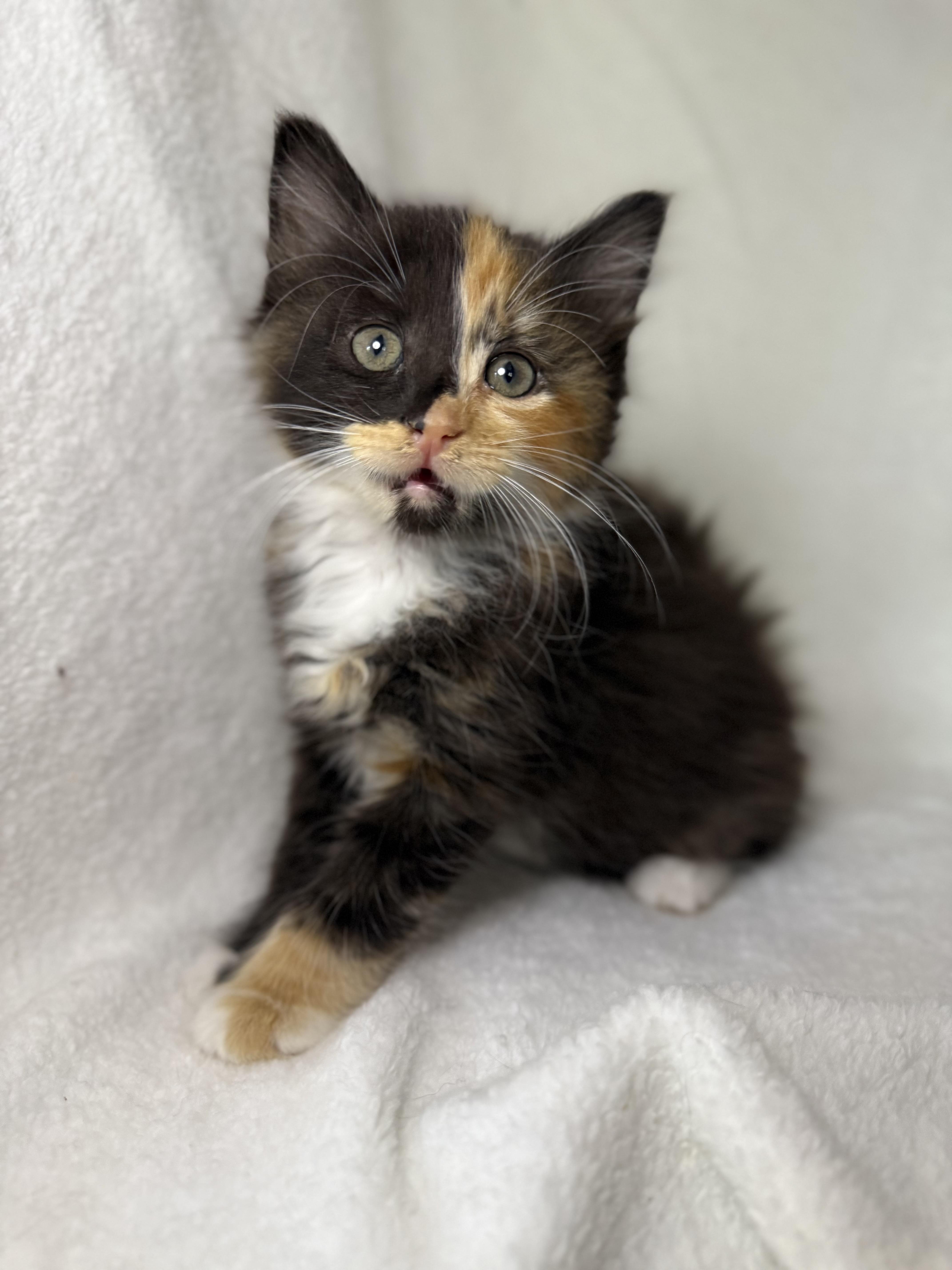 Cookie Dough, adopted, Kitten Female Domestic Long Hair & Calico.