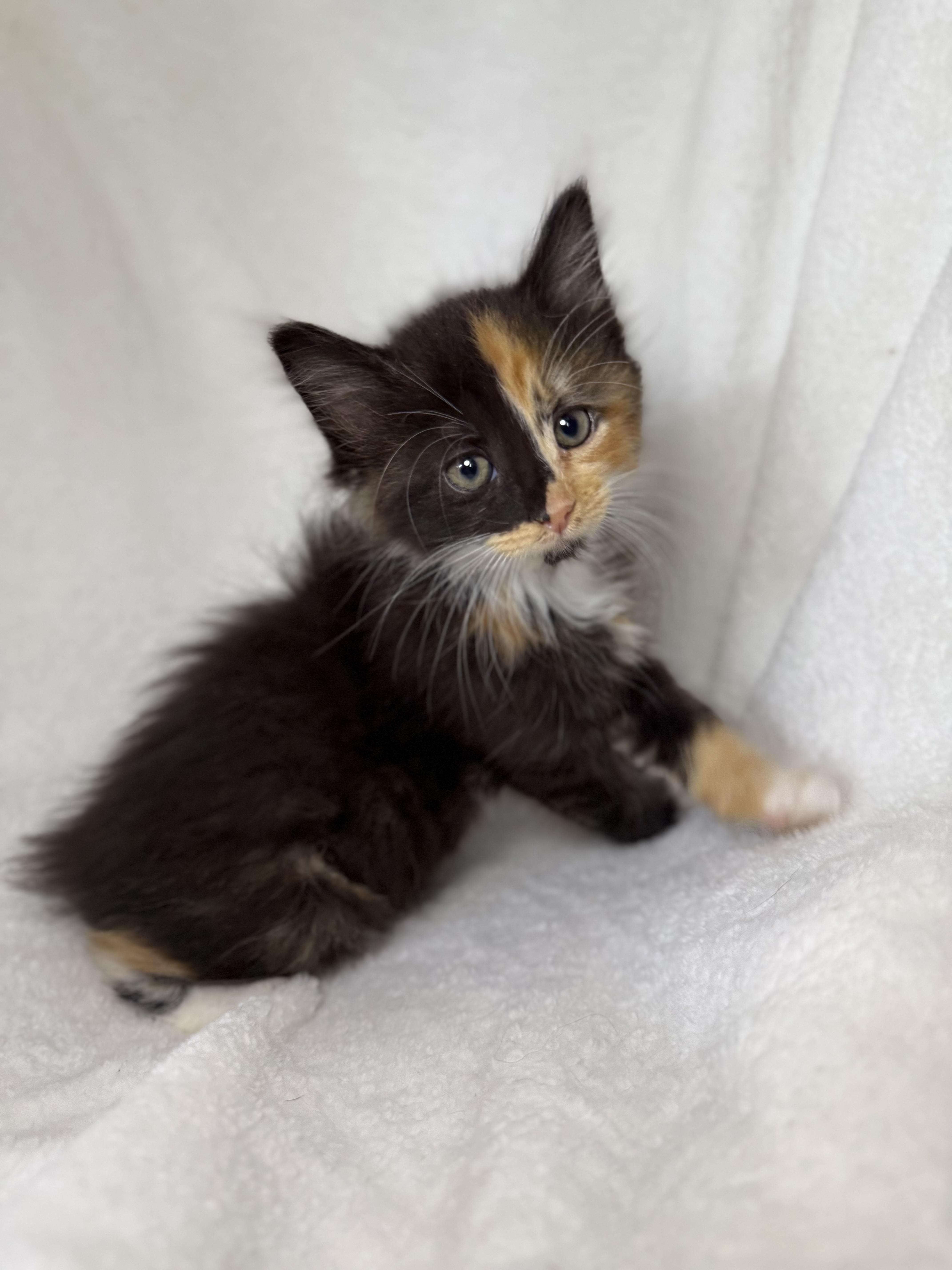 Enlarge Cookie Dough, an adopted mixed breed in Greensboro, NC image 3/3