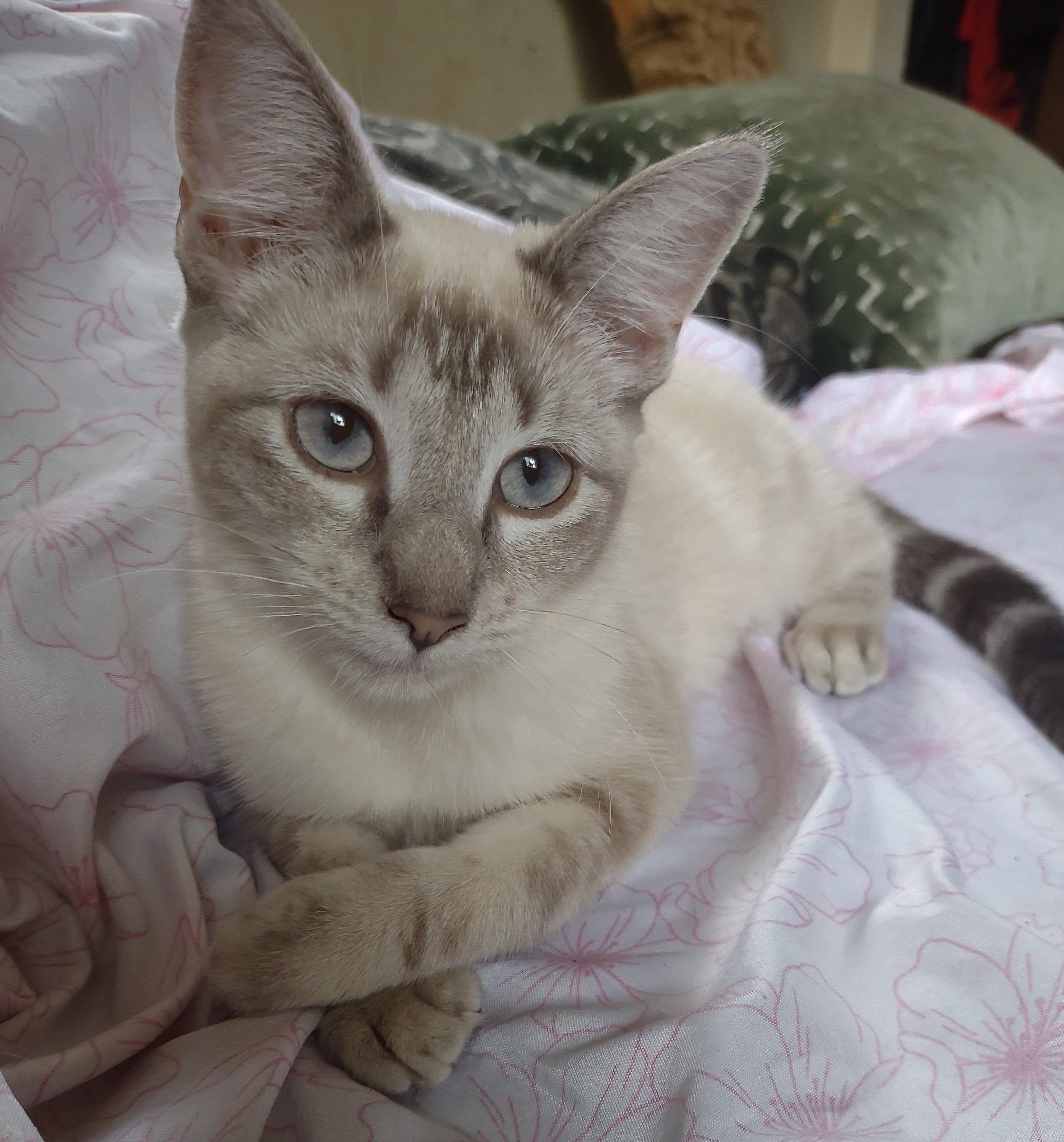 Suzy Q, a Adoptable mixed breed in La Puente, CA image 4/4