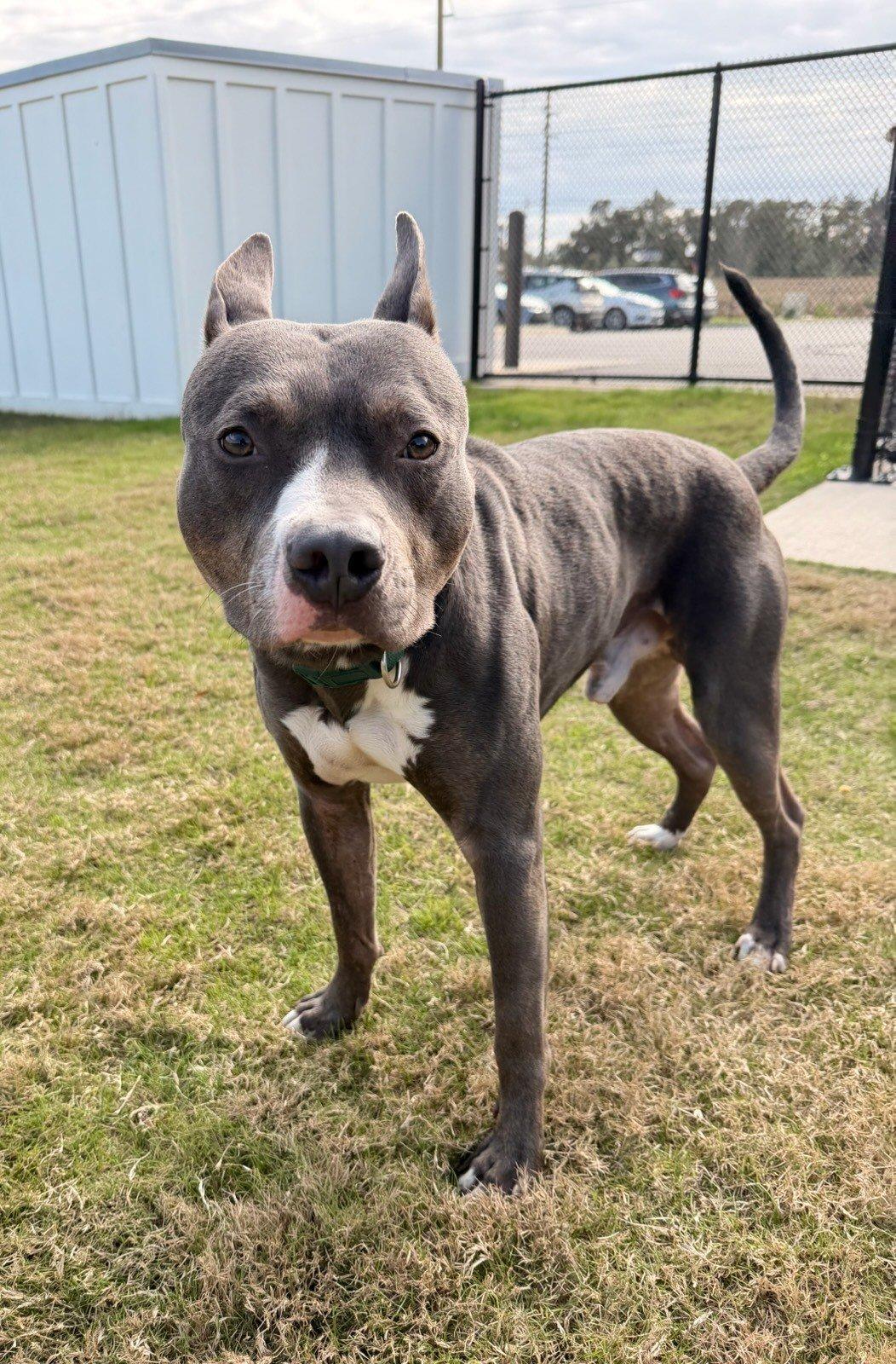 Enlarge Charlie Brown, a ADOPTABLE American Staffordshire Terrier in Daphne, AL image 1/5