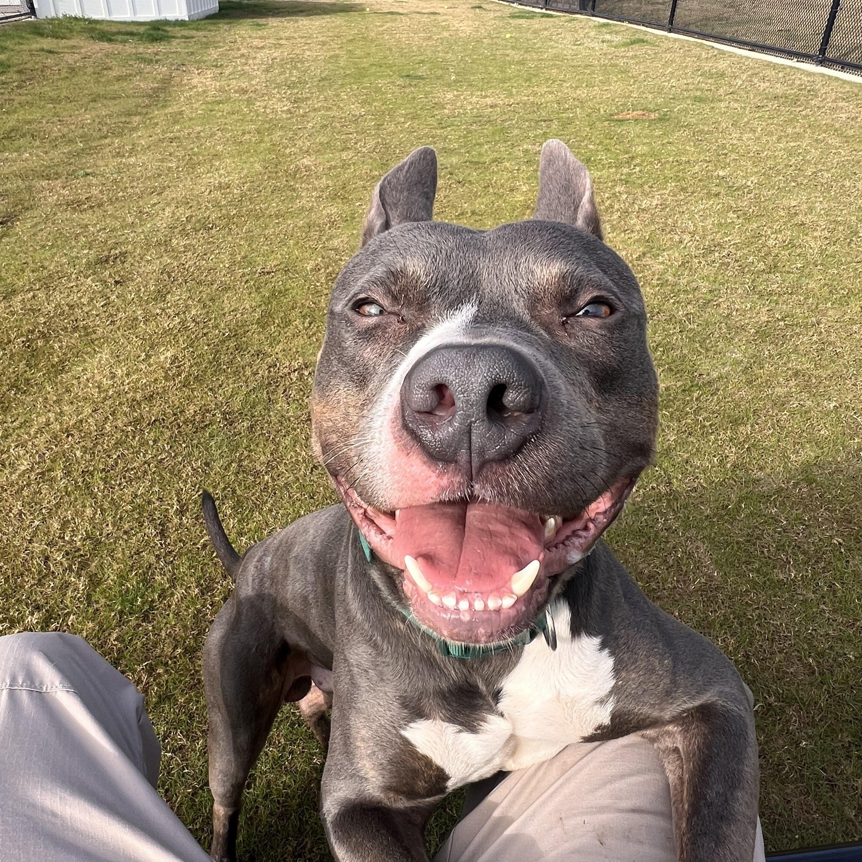 Enlarge Charlie Brown, a ADOPTABLE American Staffordshire Terrier in Daphne, AL image 3/5