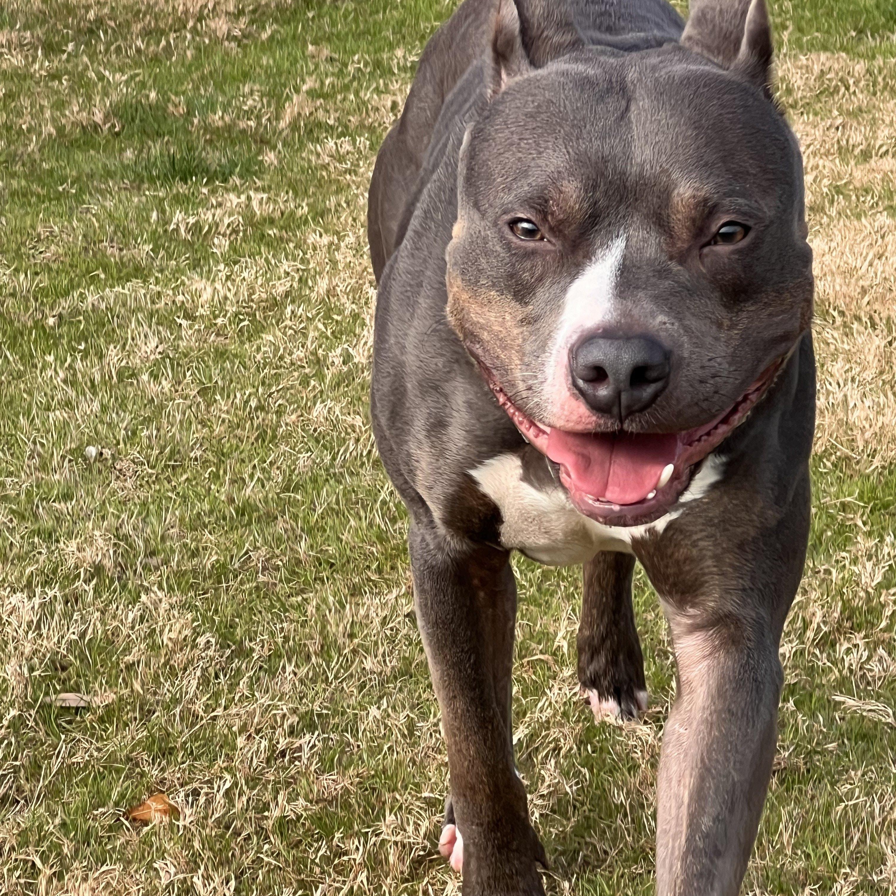 Enlarge Charlie Brown, a ADOPTABLE American Staffordshire Terrier in Daphne, AL image 4/5